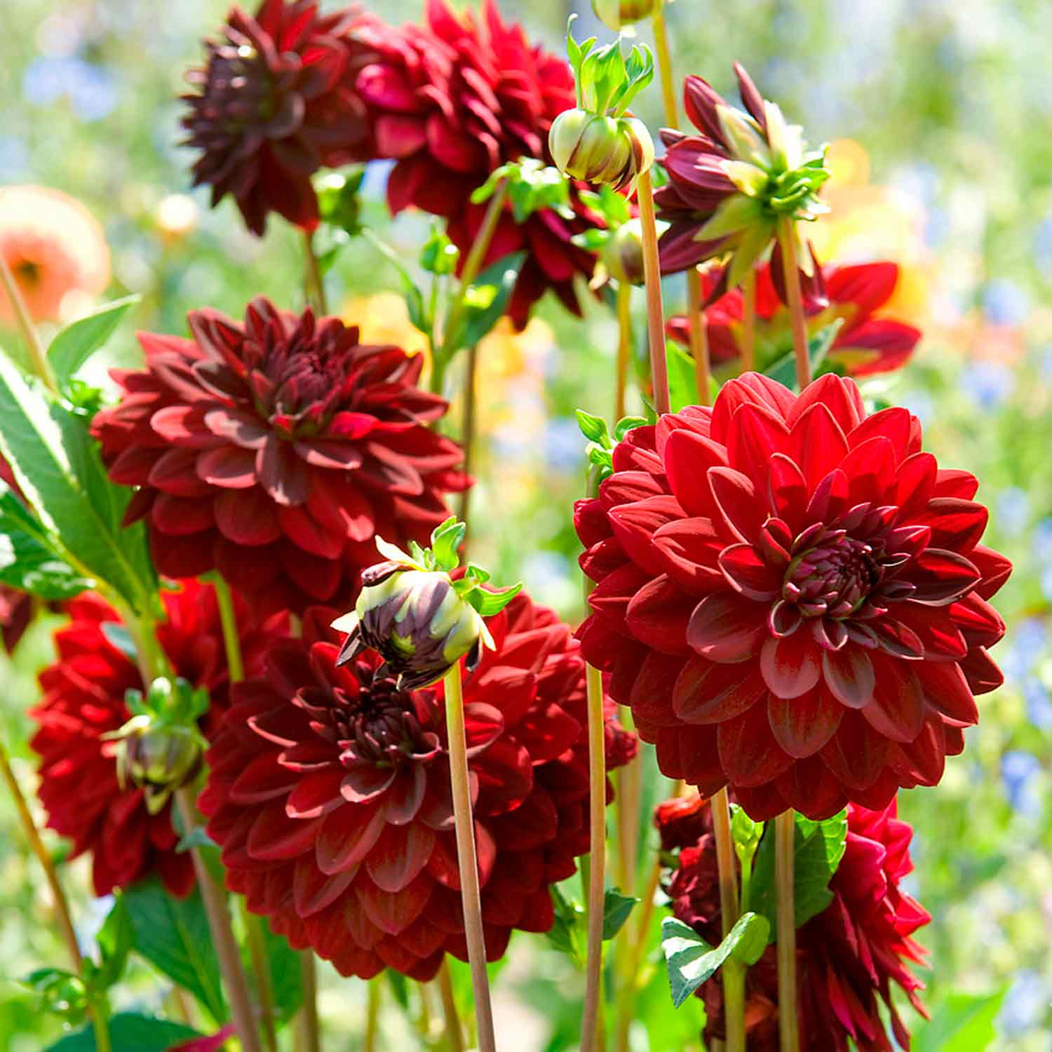 Dahlia Arabian Night Decorative