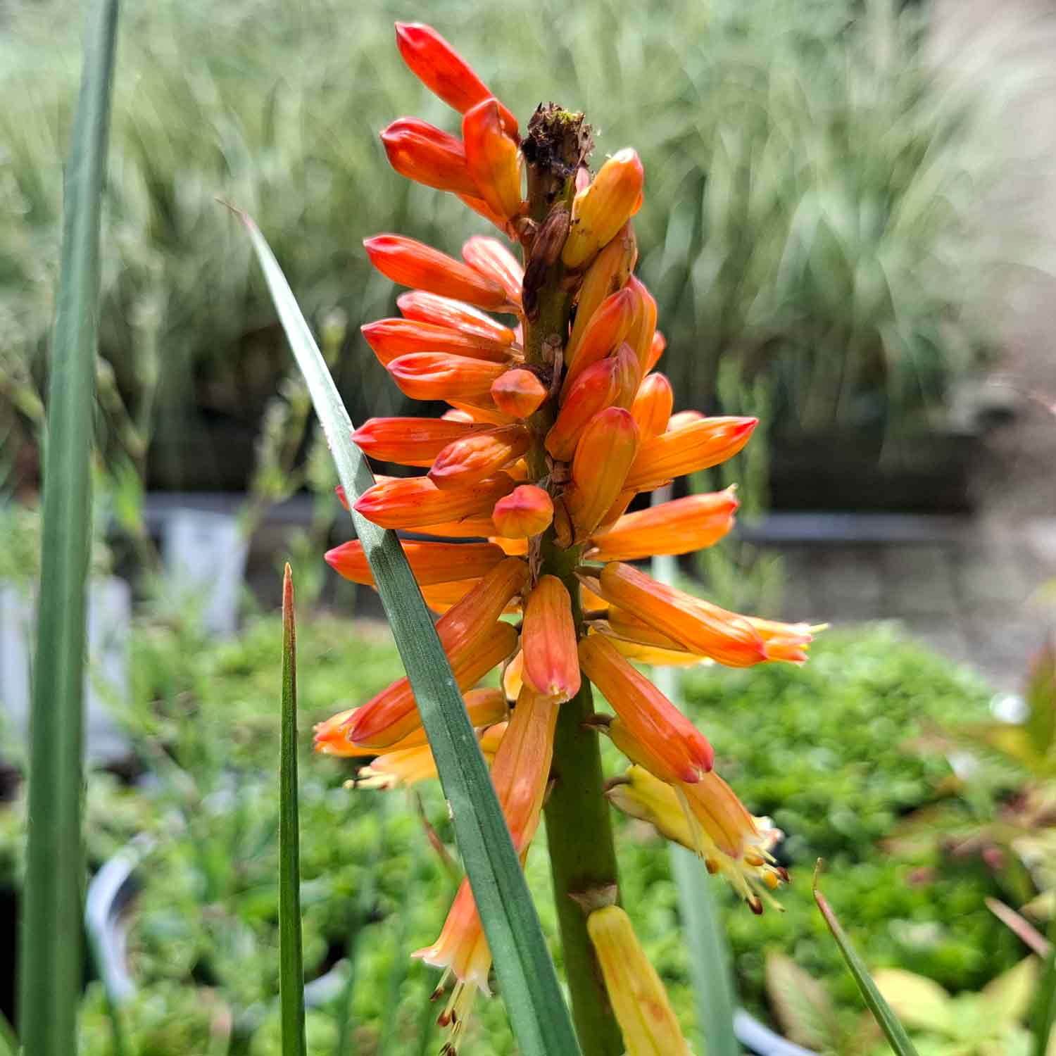 Kniphofia Backdraft® 13 cm Pot