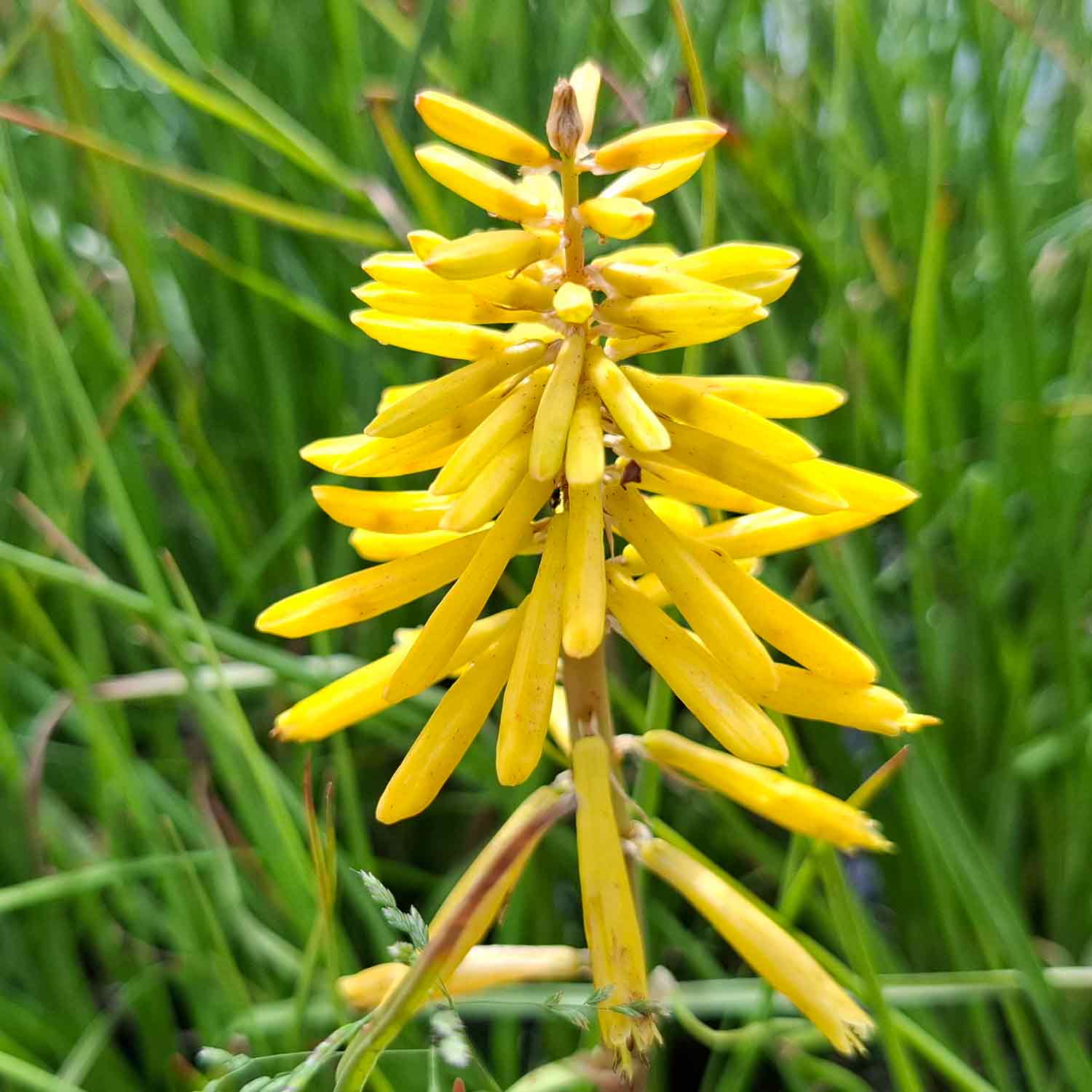 Kniphofia 'Banana Popsicle' P9