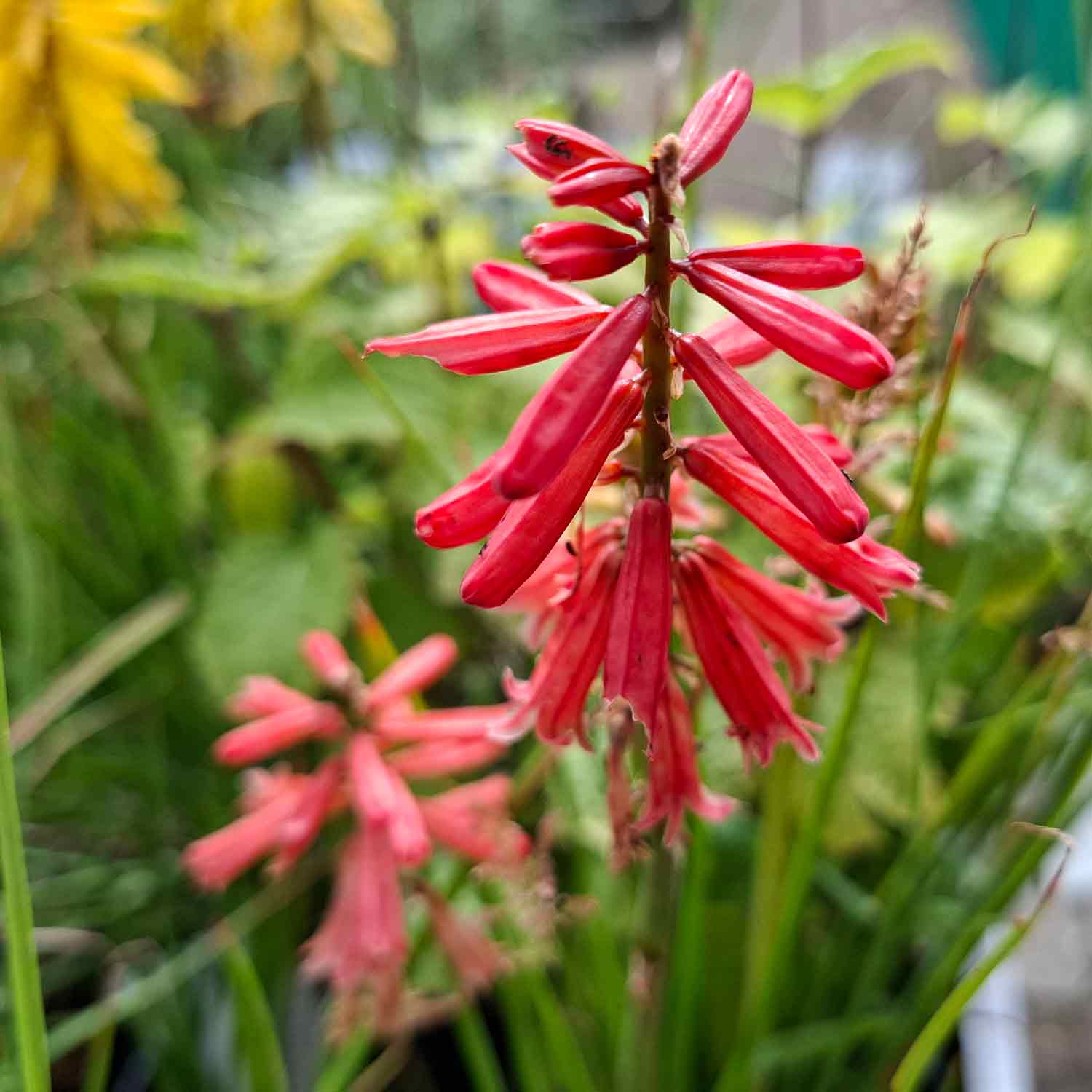 Kniphofia hyb. 'Redhot Popsicle'(R) 1L