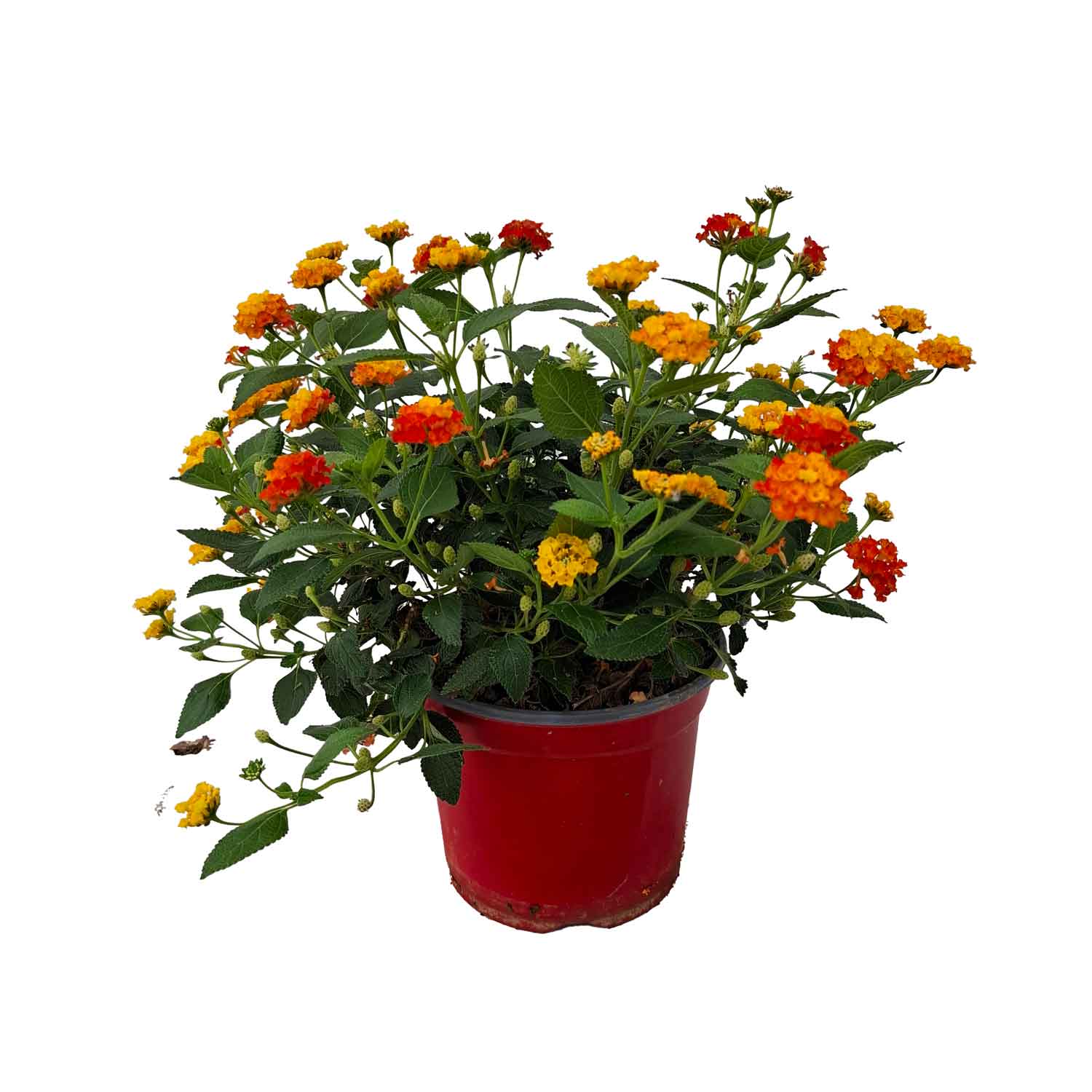 LANTANA CAMARA BUSH D19