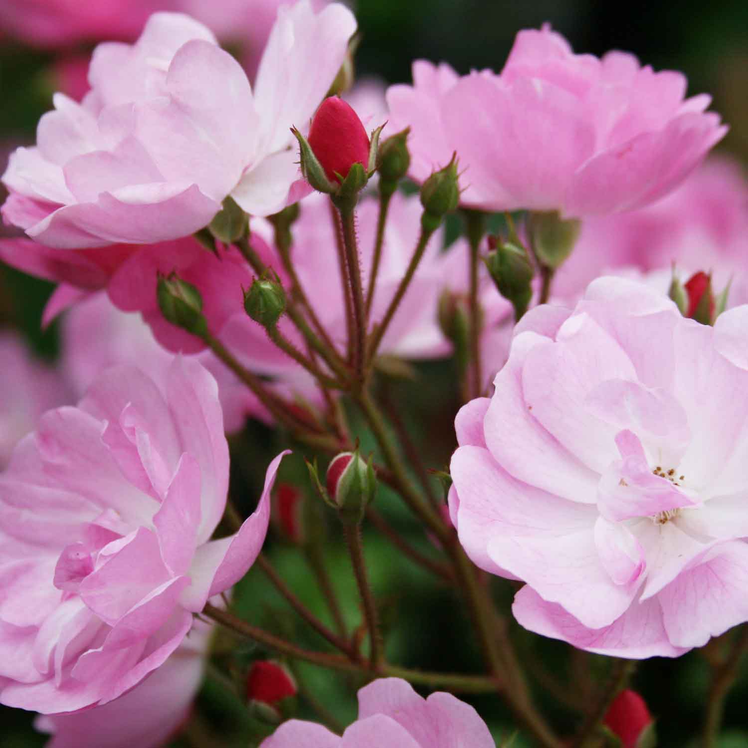 Bunddække Rose 'Lavender Cover'