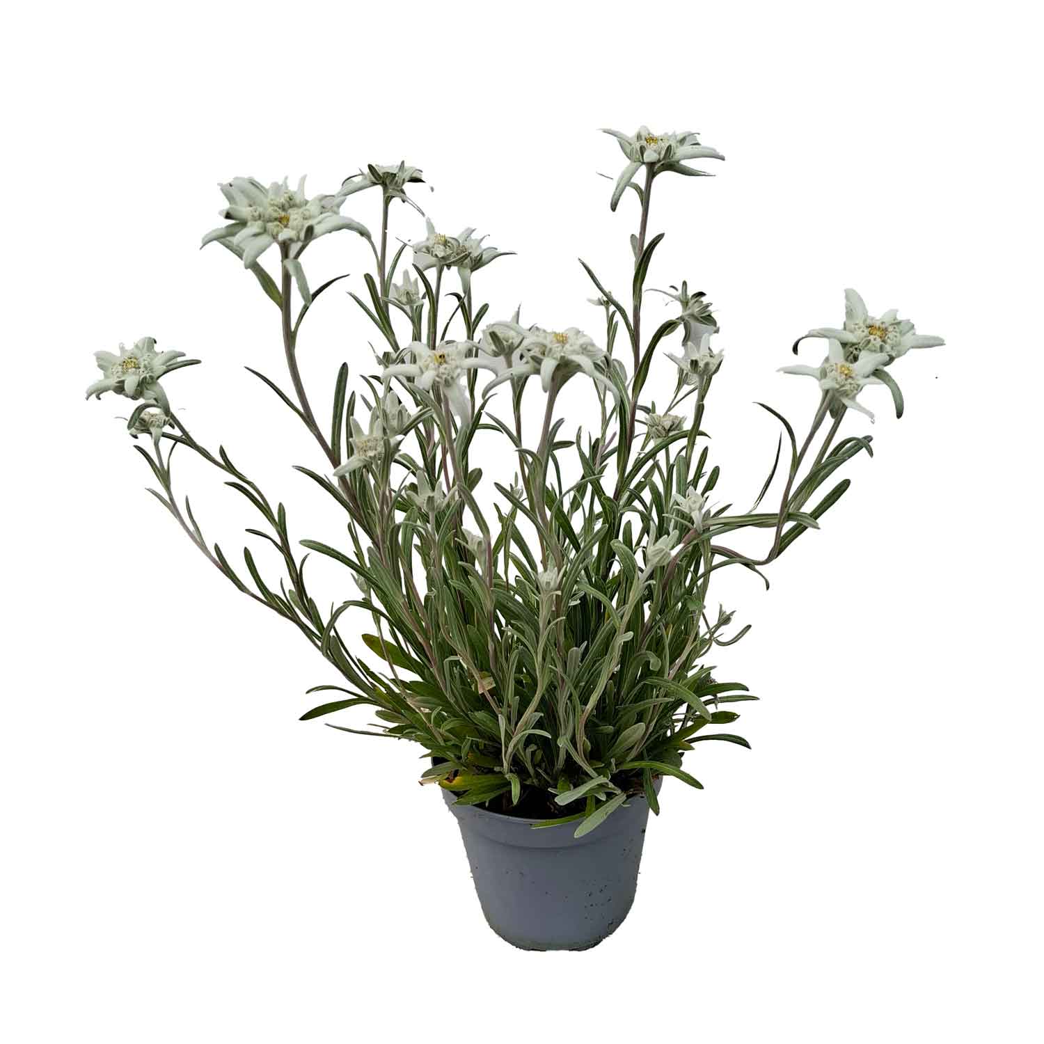 LEONTOPODIUM ALPINUM BUSH  D14