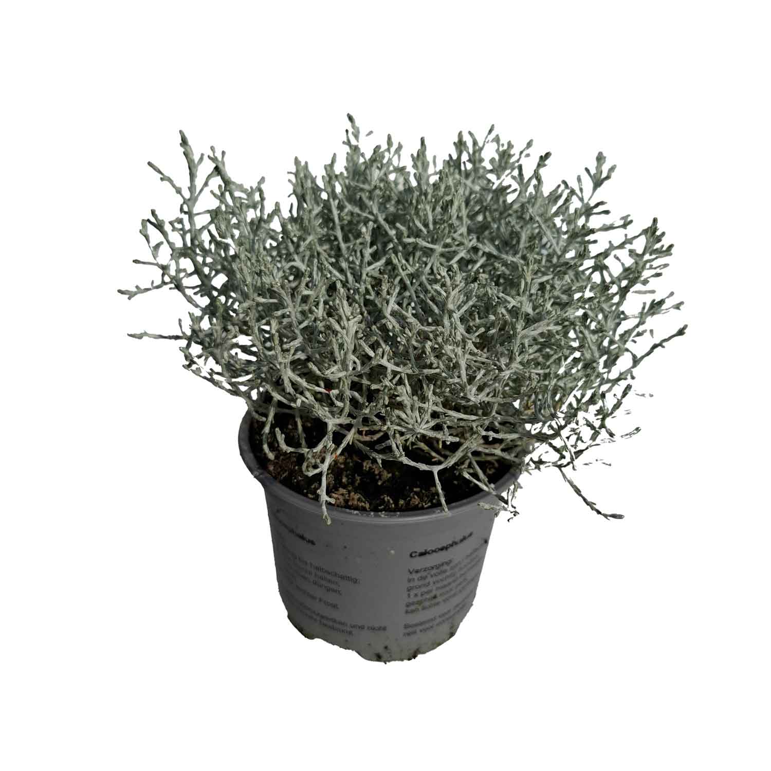 Leucophyta brownii 10,5 cm