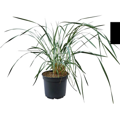 Leymus arenarius 5L