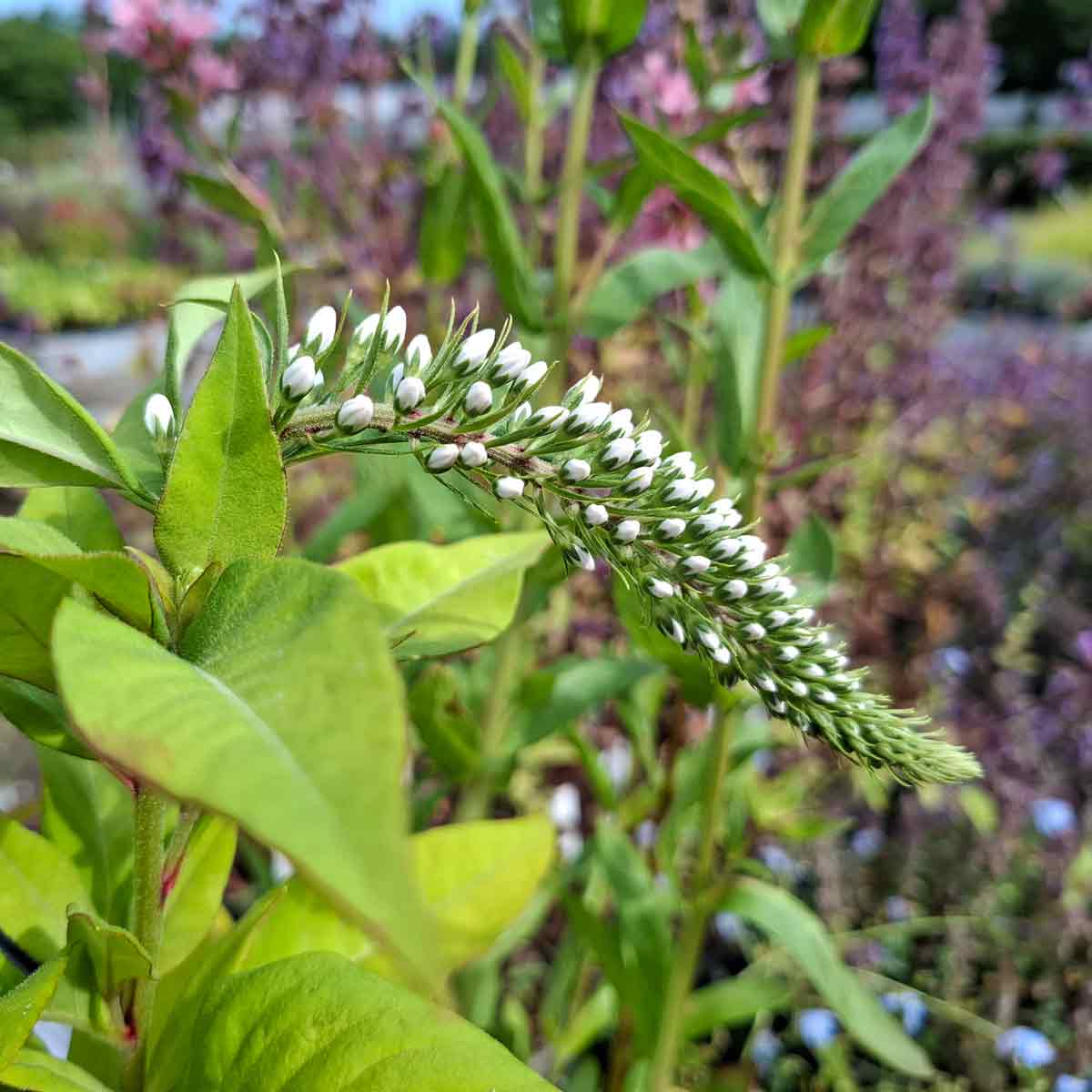 Lysimachia clethroides 1L