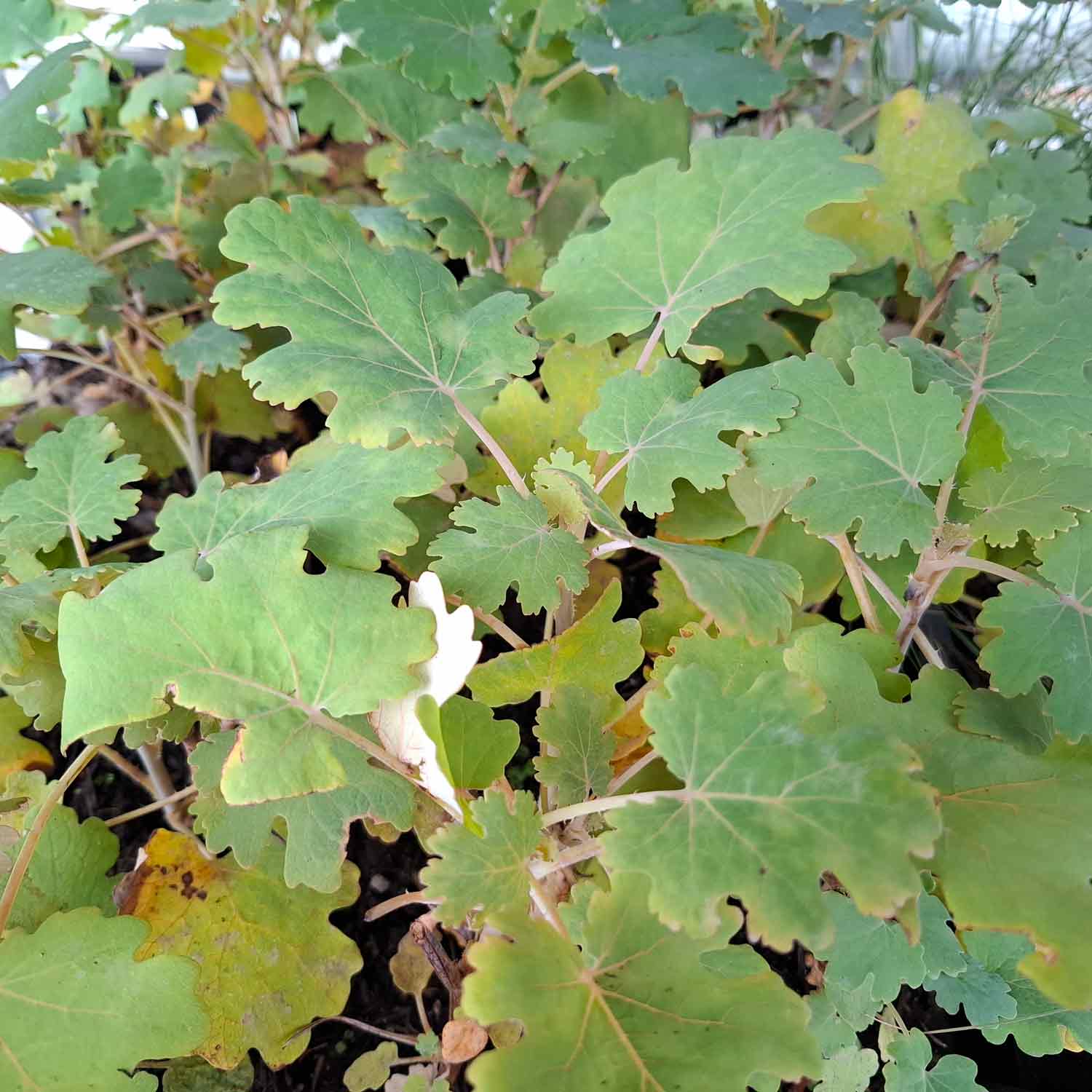Macleaya m. 'Kelway's Coral Plume' P9