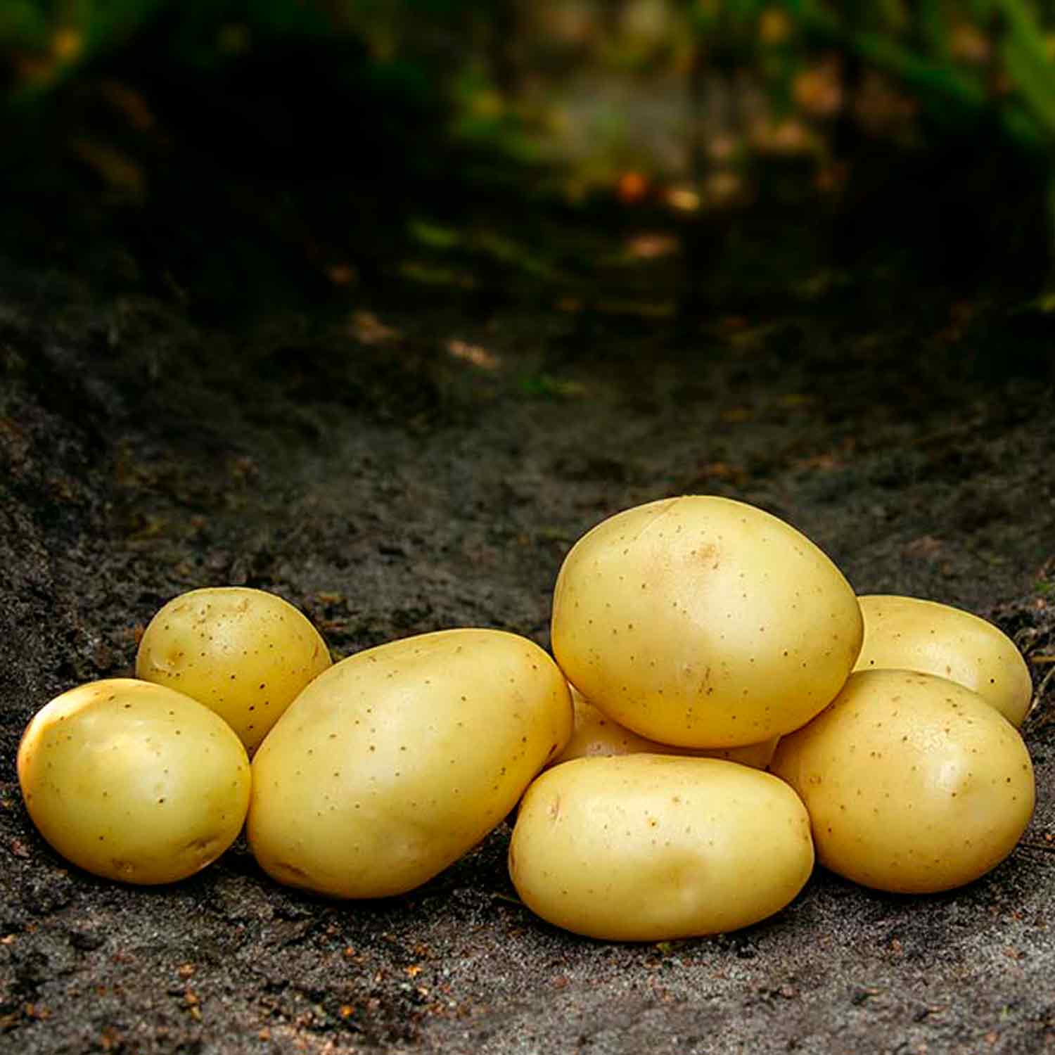 Læggekartofler - Mikado 1,5kg