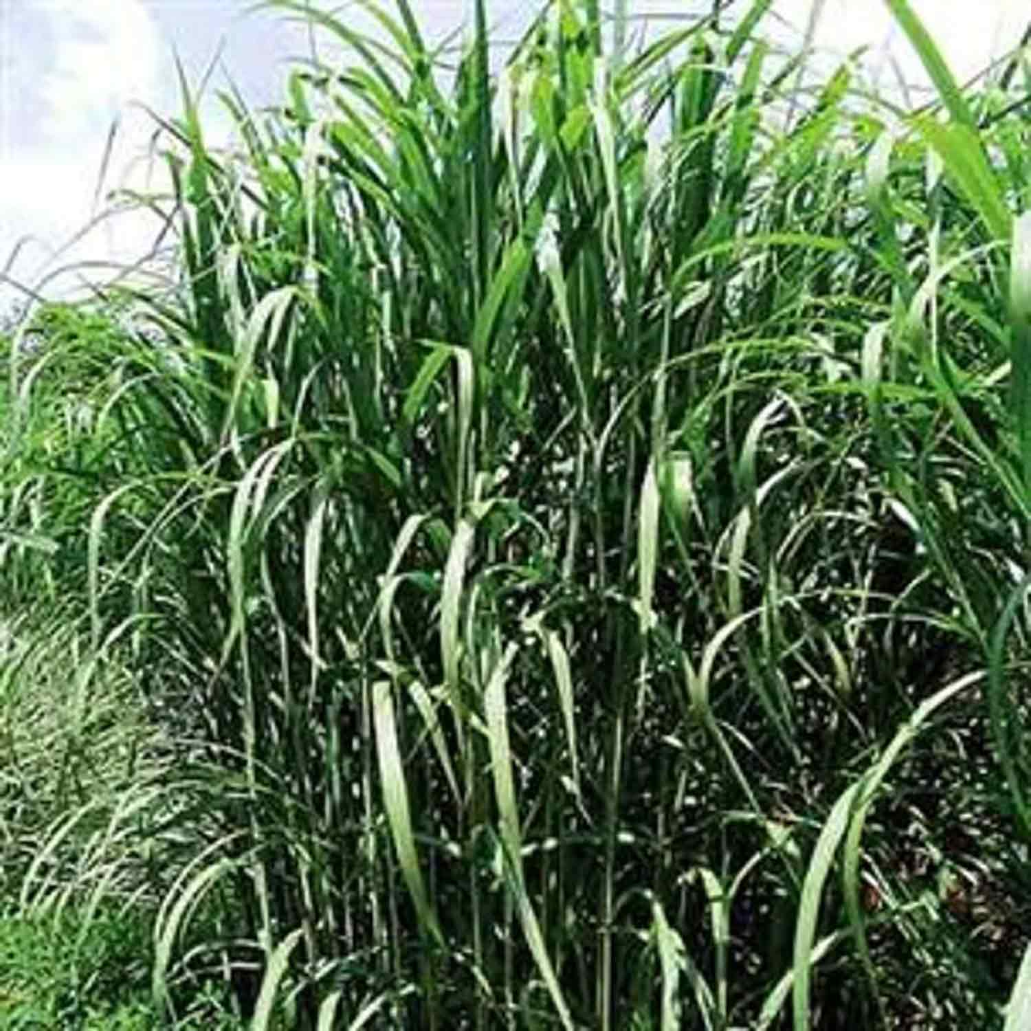 Miscanthus giganteus 9cm