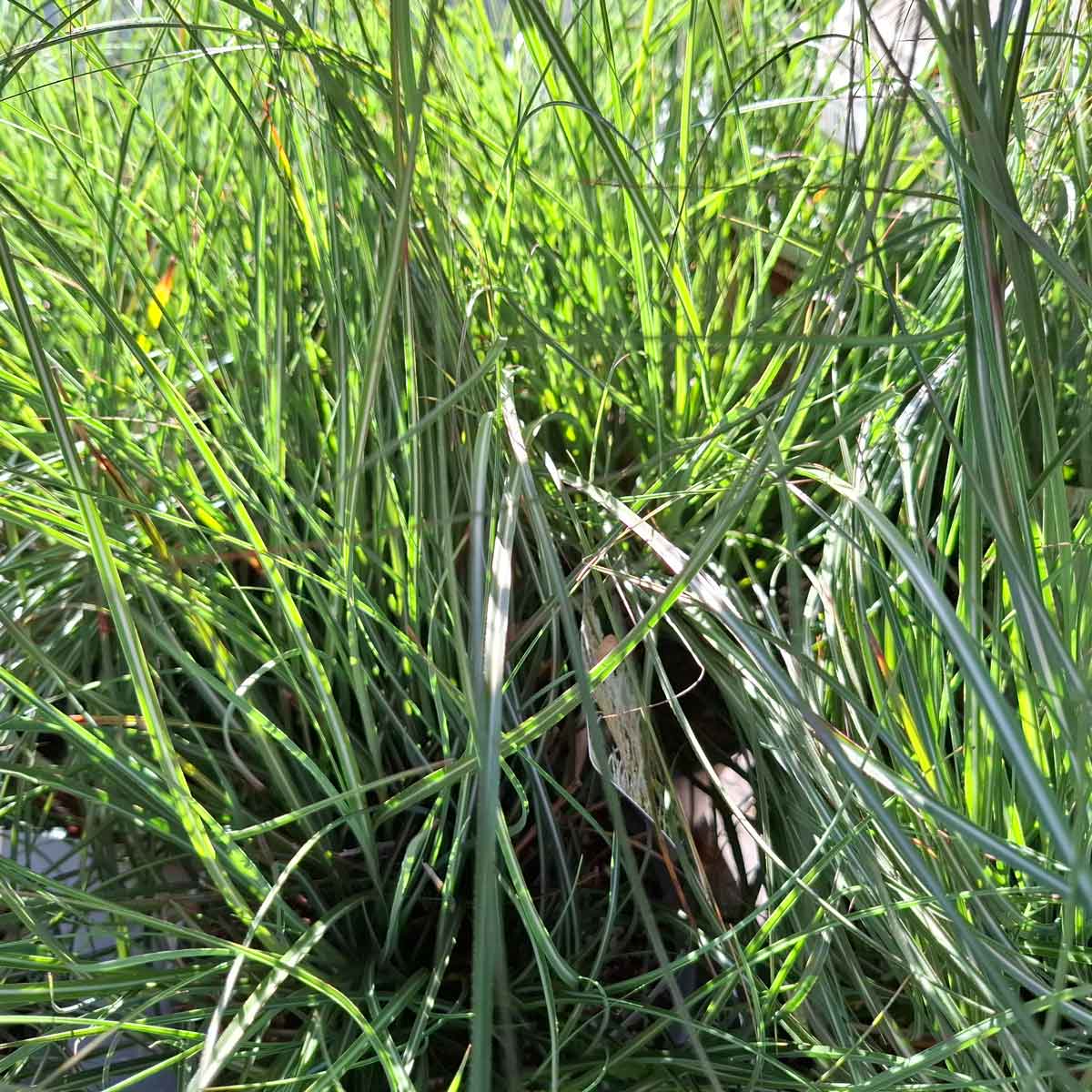 Miscanthus sinensis 'Adagio' 3L