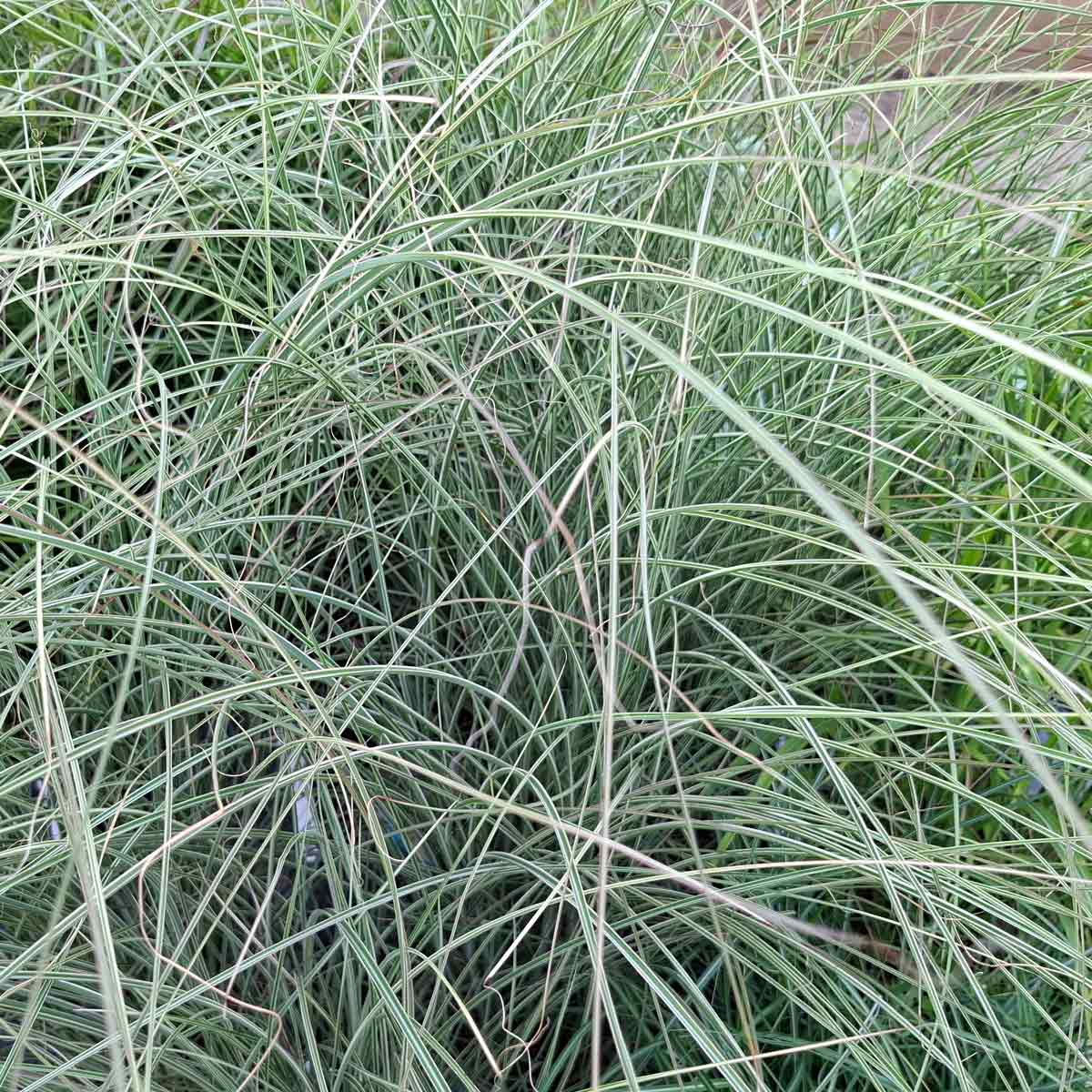 Miscanthus sin. 'Morning Light' C5 40-60 CM