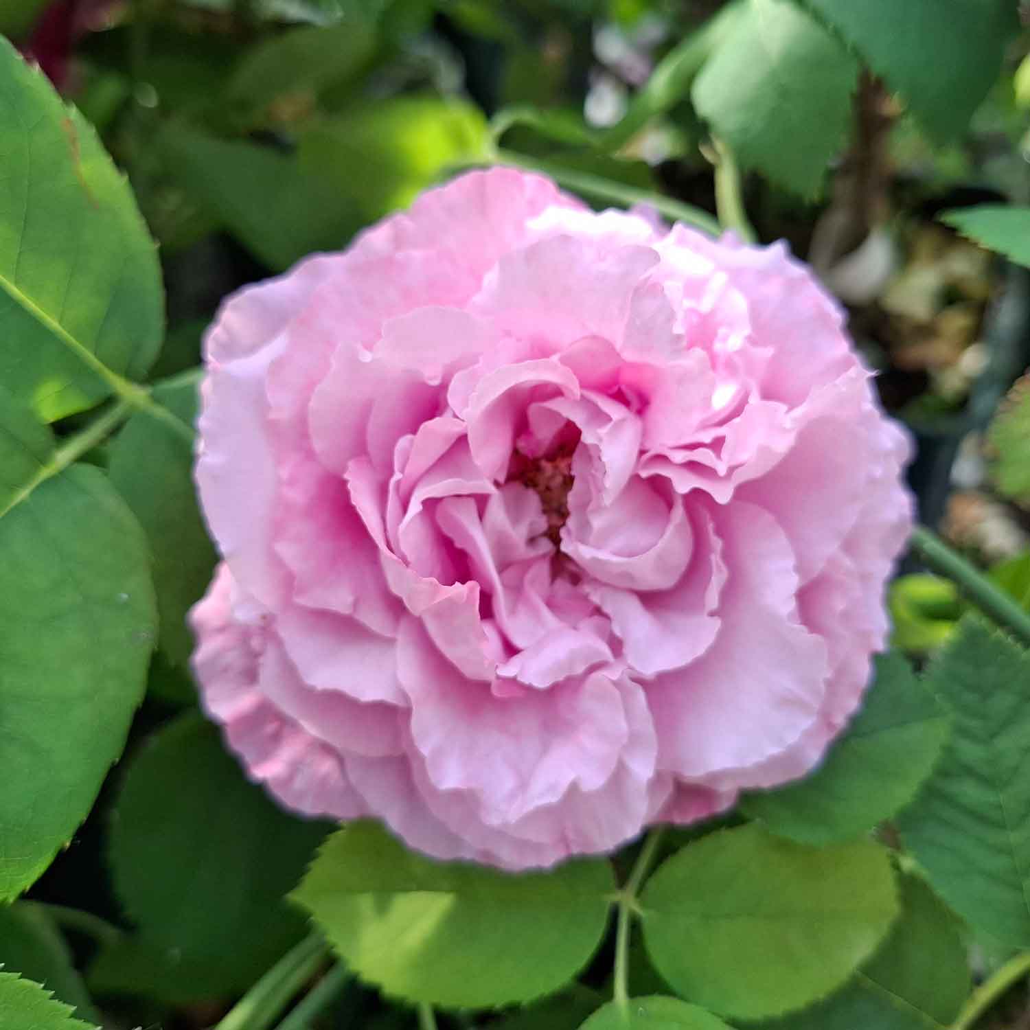 MME LEGRAS DE ST.GERMAIN