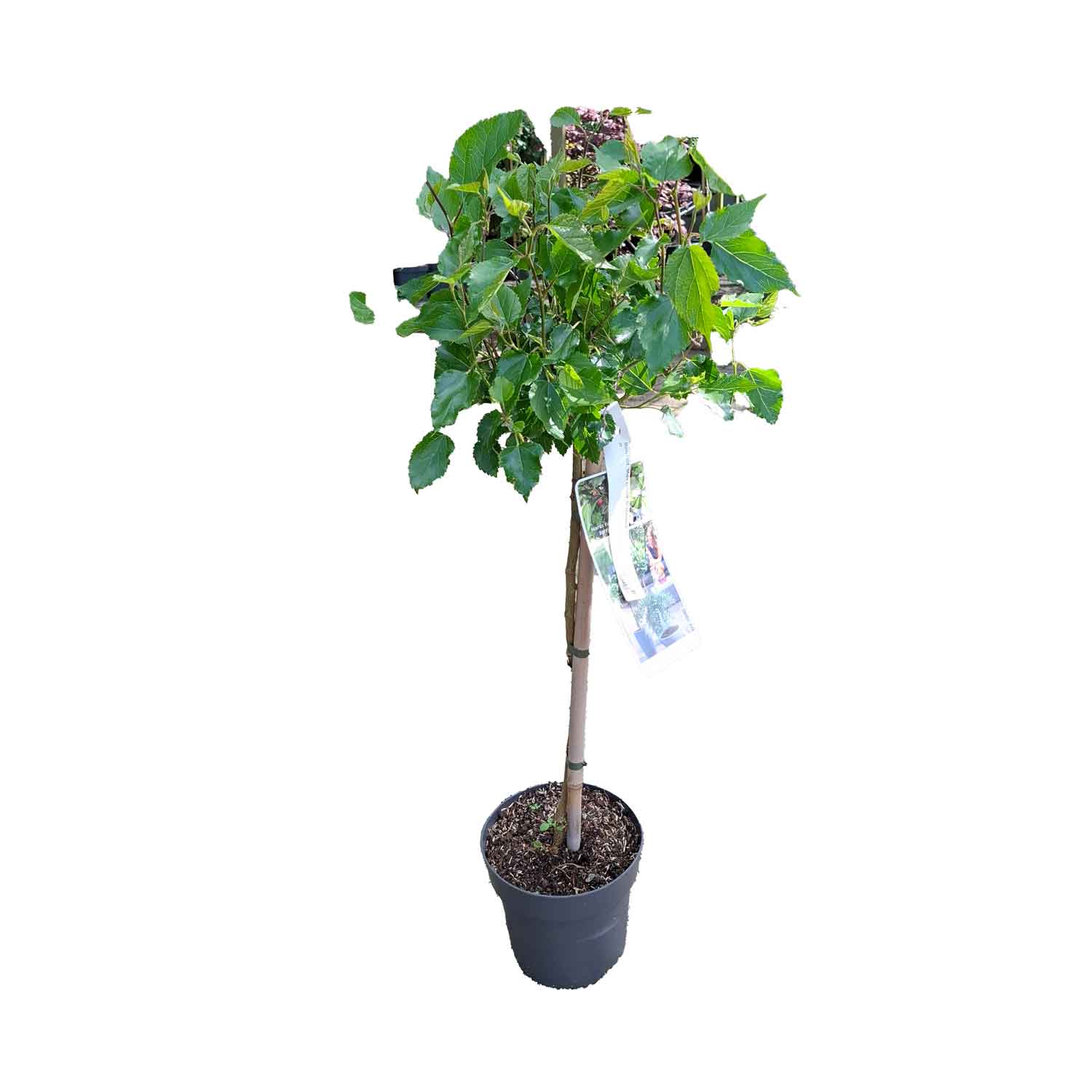 Mulberry root. 'Mojo Berry'® 50 standard C3
