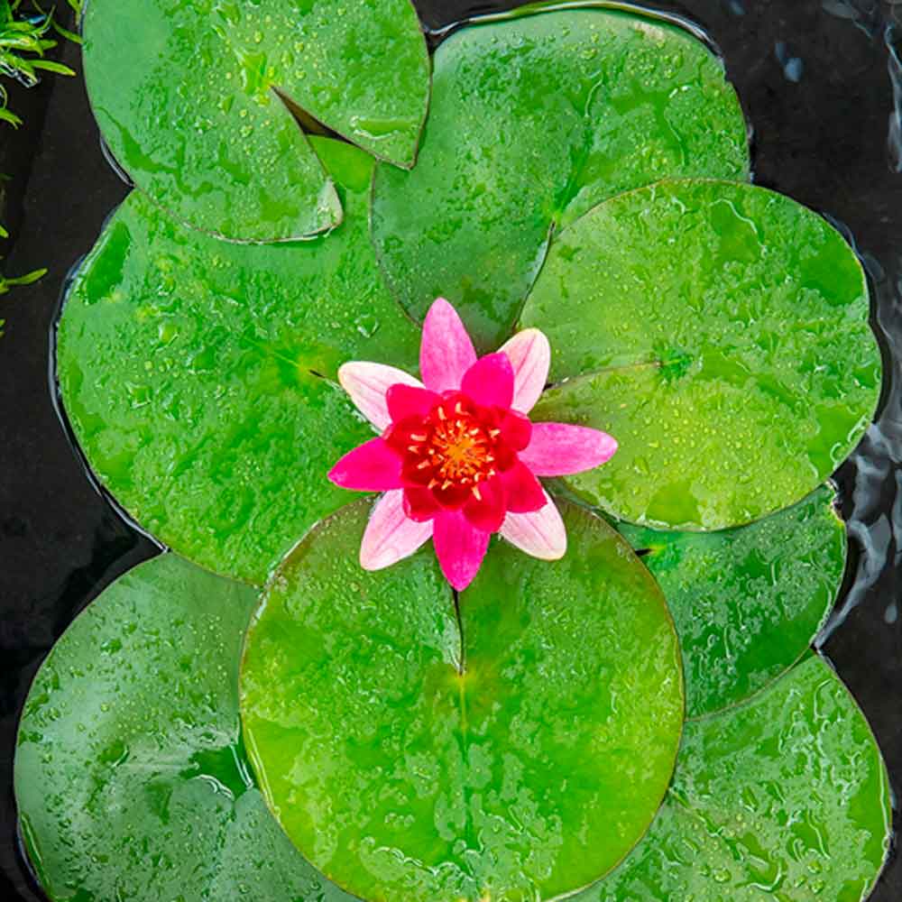 Nymphaea Pygmaea Rubra P9