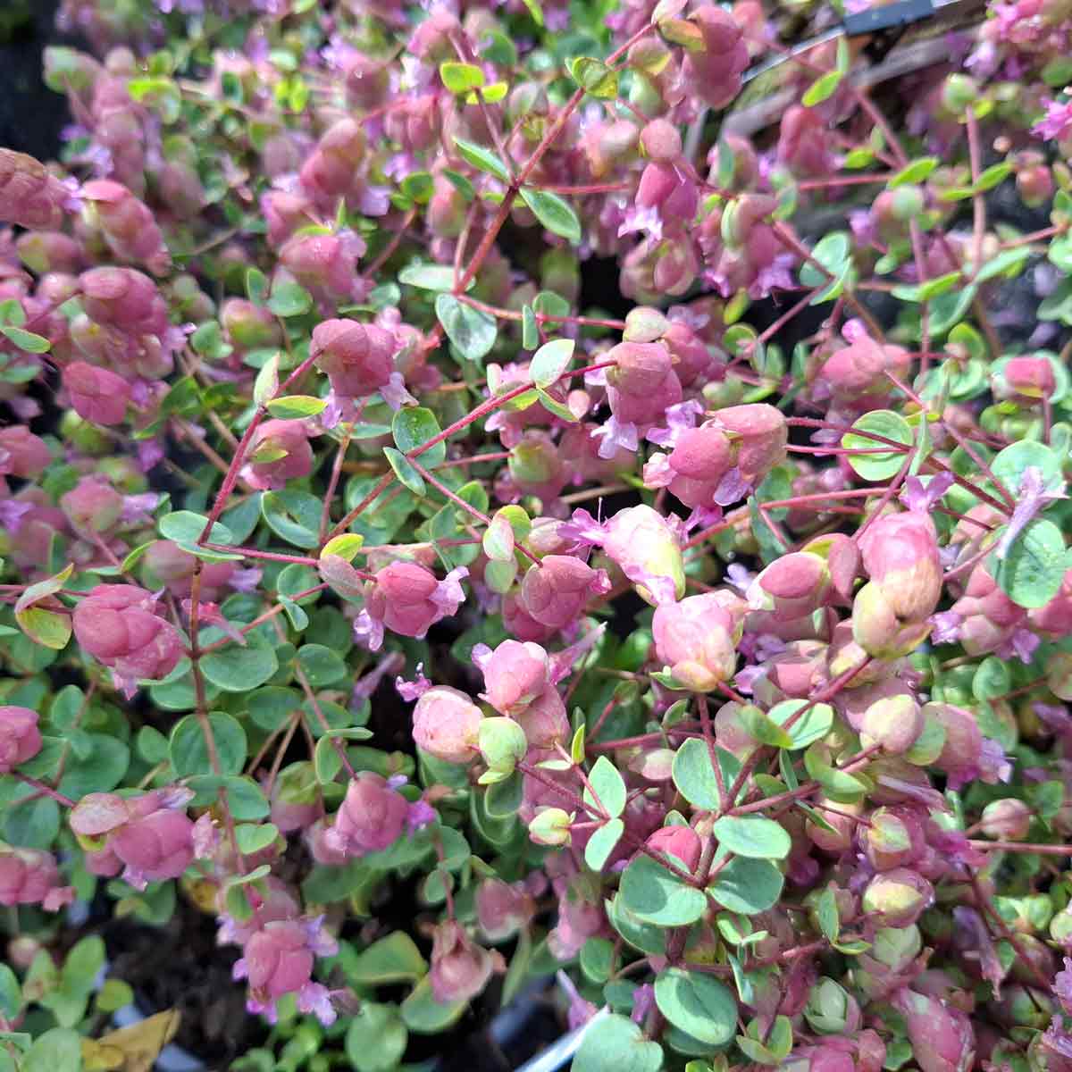 Origanum 'Amethyst Falls' 13cm