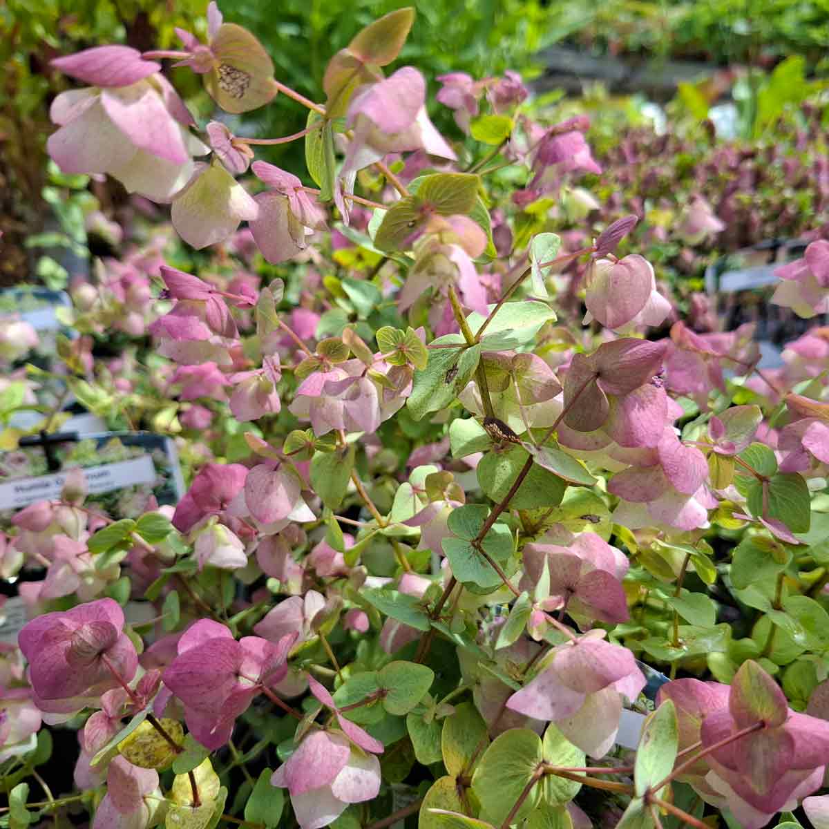Origanum Rot. 'Kent Beauty' 13cm