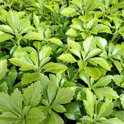 Pachysandra term. 'Green Sheen' P9