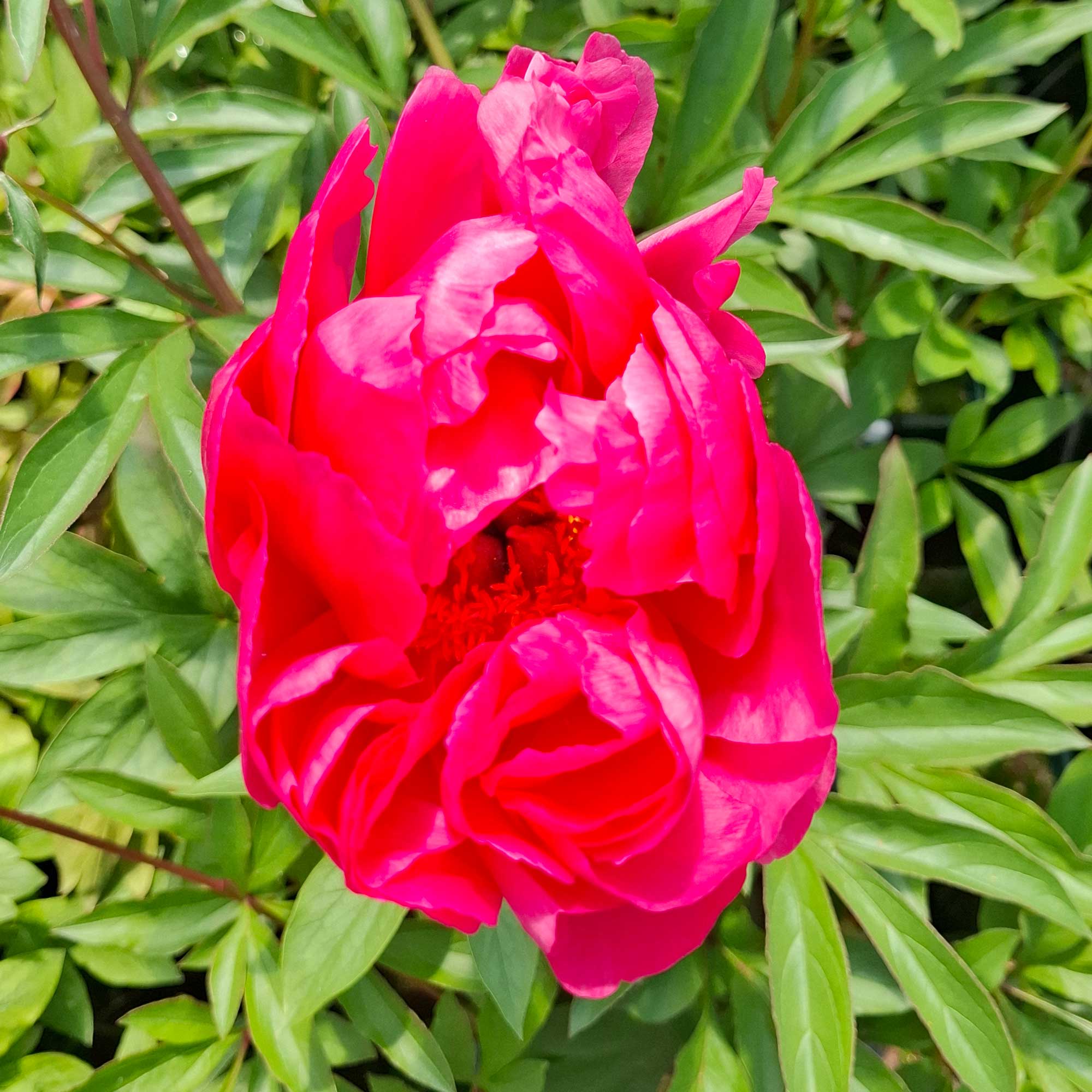 Silkepæon - Paeonia lactiflora 'Cytherea'