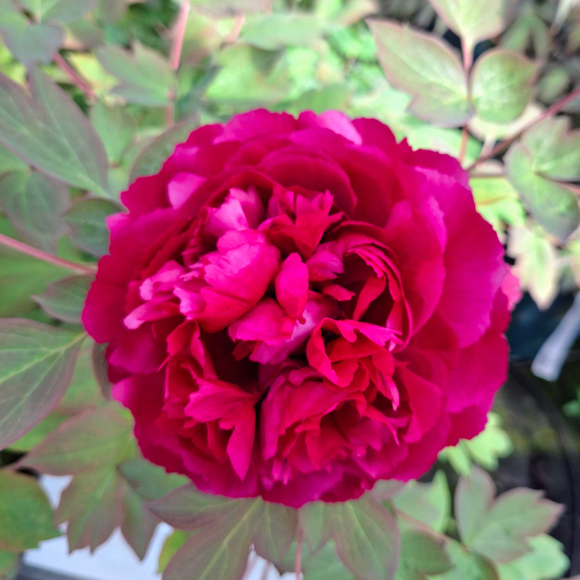 Paeonia suffruticosa, rød - træpaeon