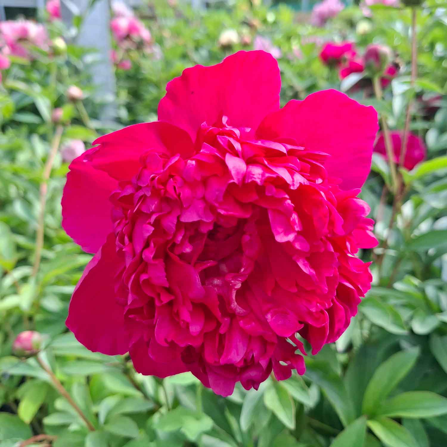 Silk peony - Paeonia lactiflora 'Felix Crousse'