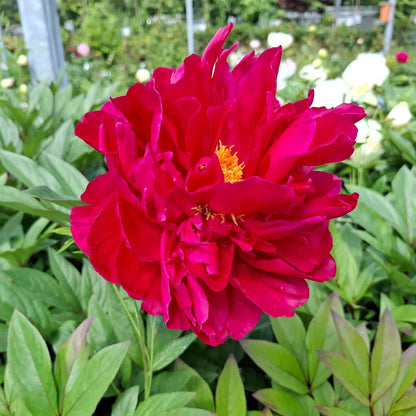 Sidenpion - Paeonia lactiflora 'Inspecteur Lavergne'