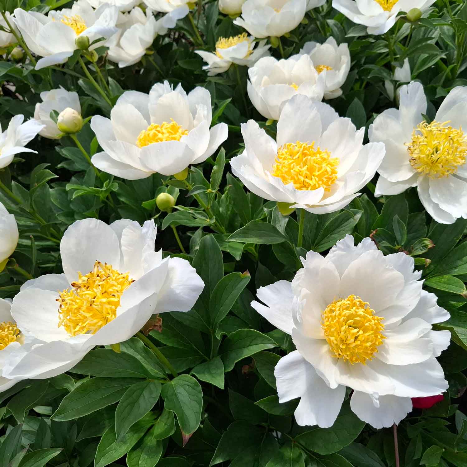 Silkepæon - Paeonia lactiflora 'Jan Van Leeuwen'