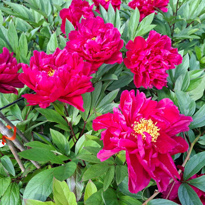 Sidenpion - Paeonia lactiflora 'Karl Rosenfield'