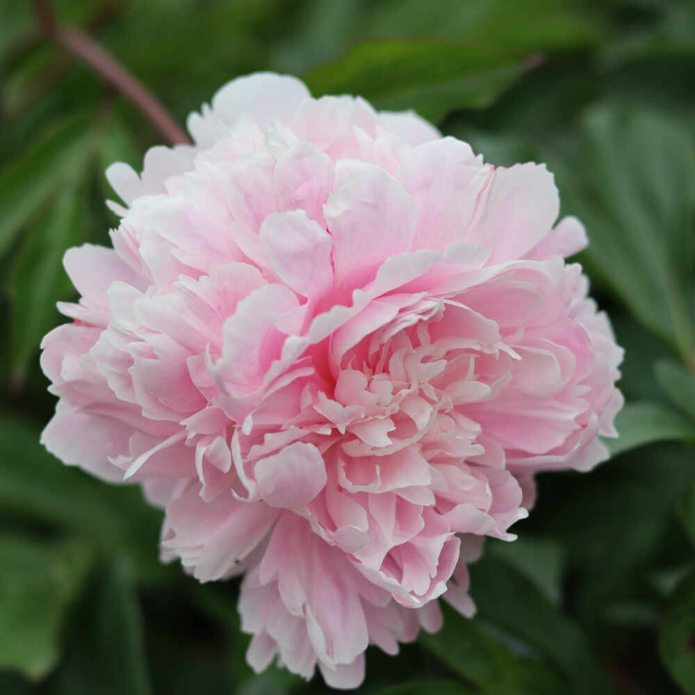Silkepæon - Paeonia lactiflora 'Alice Harding'