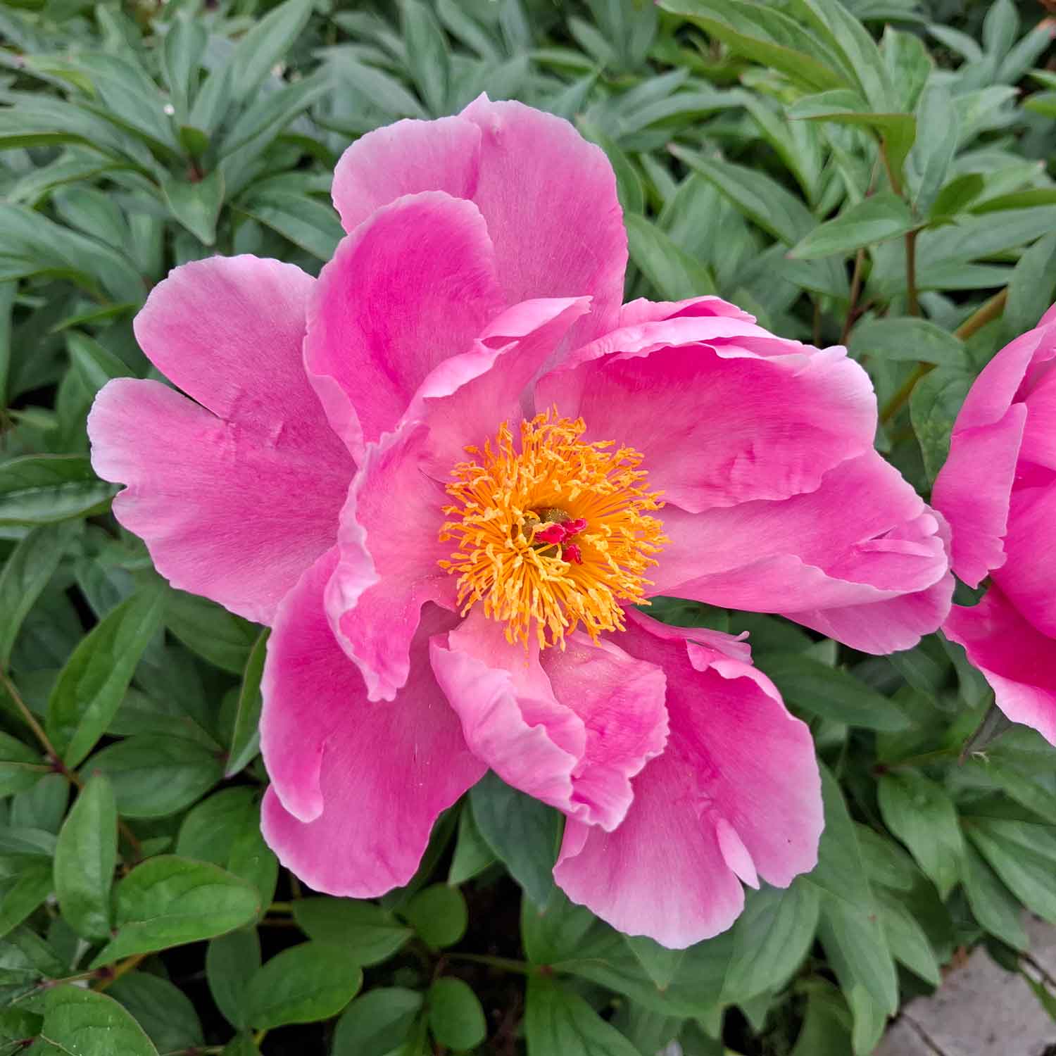 Silk peony - Paeonia lactiflora 'Sea Shell'