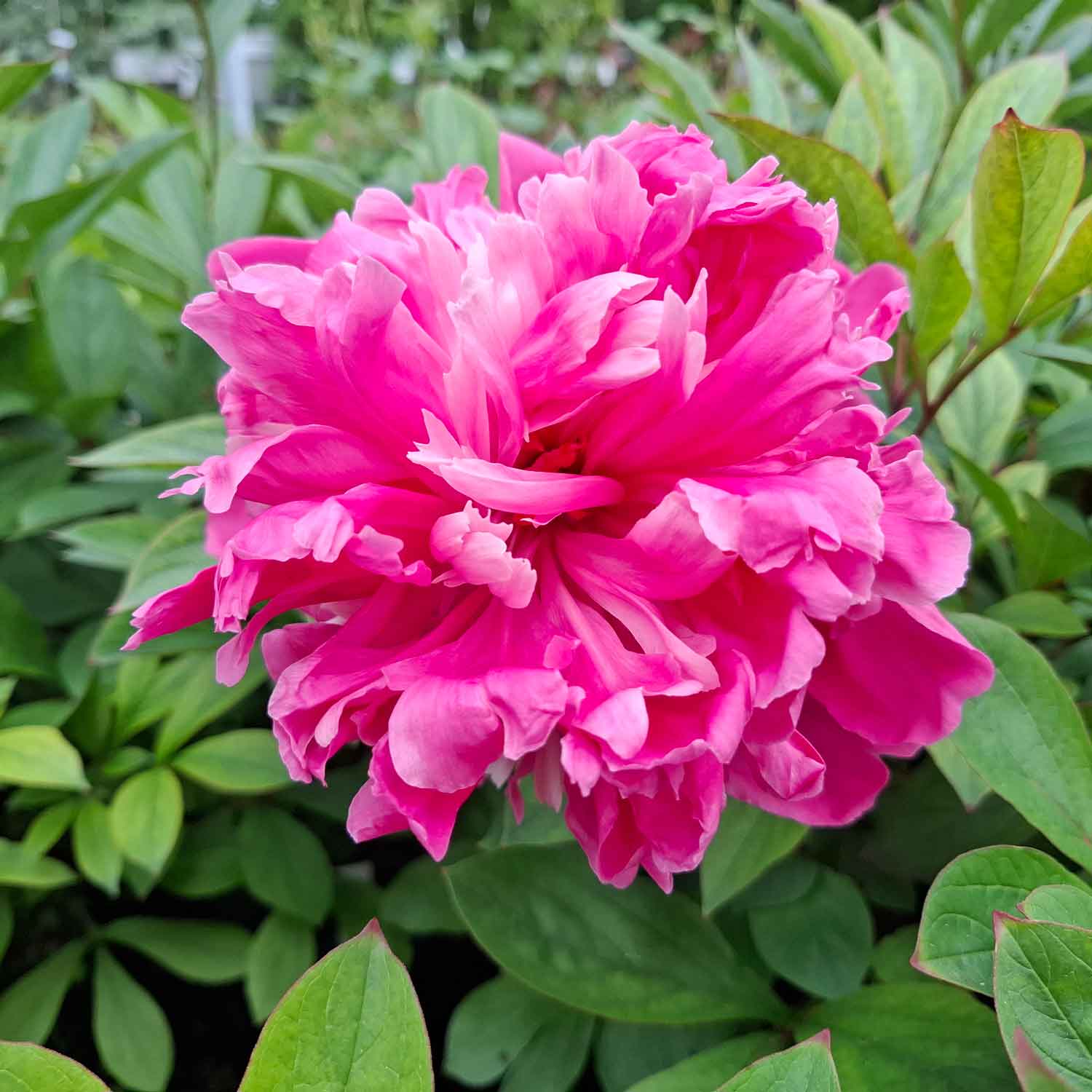 Silk peony - Paeonia lactiflora 'Edulis Superba'