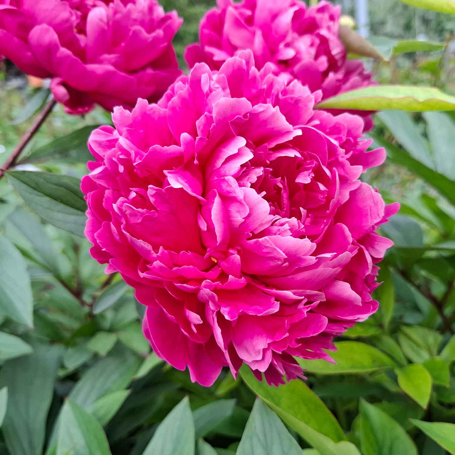 Silkepæon - Paeonia lactiflora 'Gilbert Barthelot'