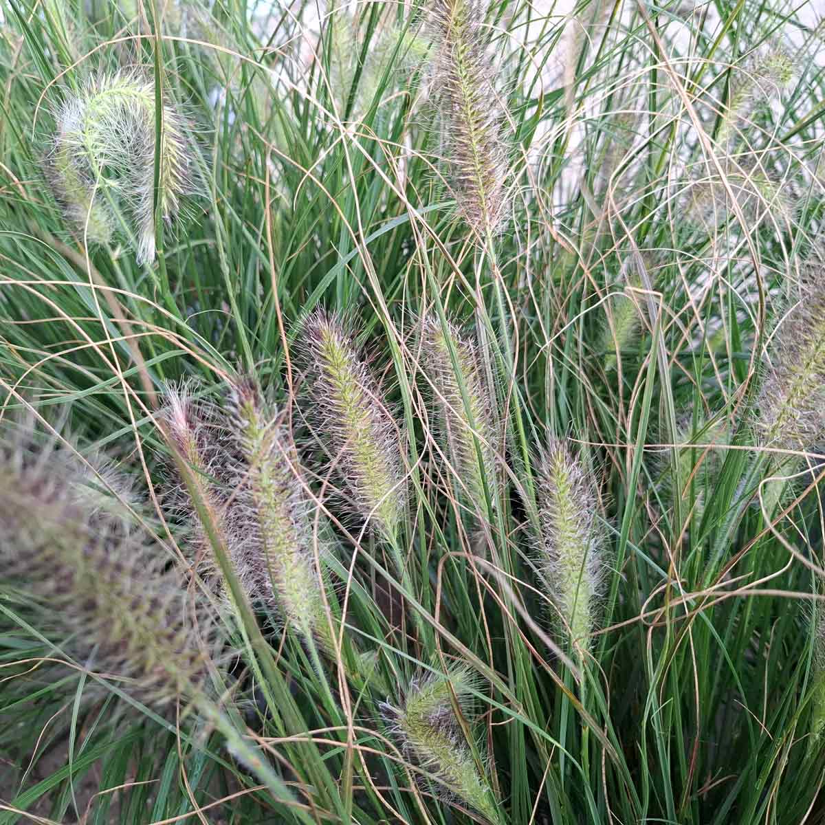 Pennisetum Alop. 'Hameln' C5