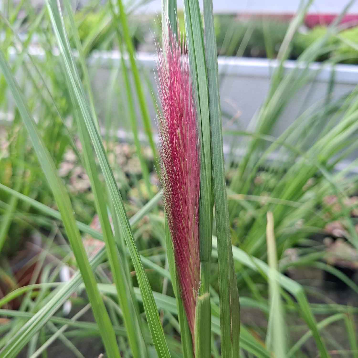 Pennisetum alo. 'Red Head' 3L