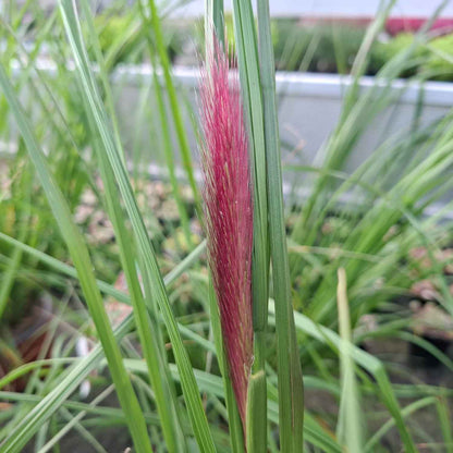 Pennisetum alop. 'RedHead' 2L