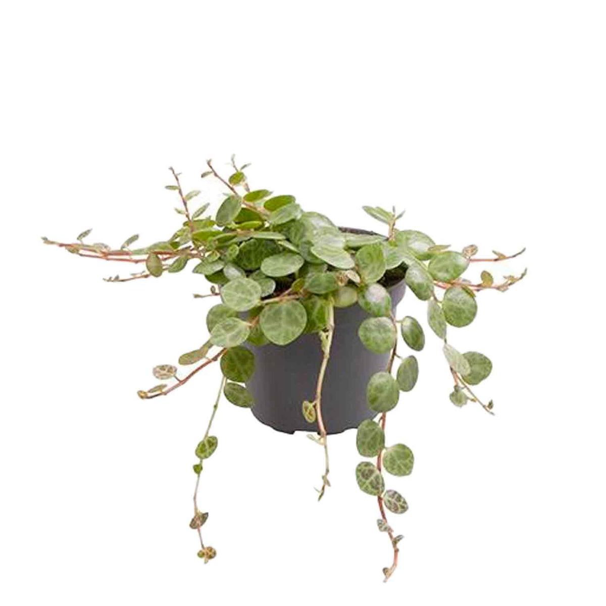 Peperomia prostrata 6cm