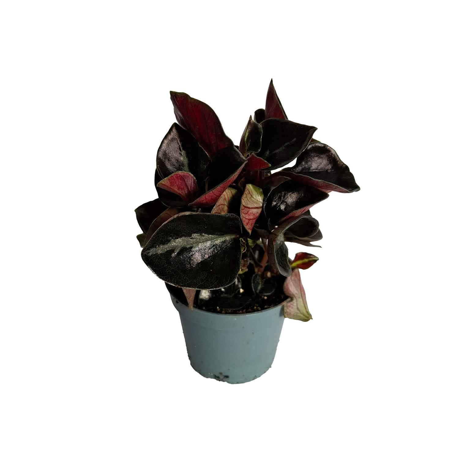 Peperomia albovittata 'Piccolo Banda' 6cm
