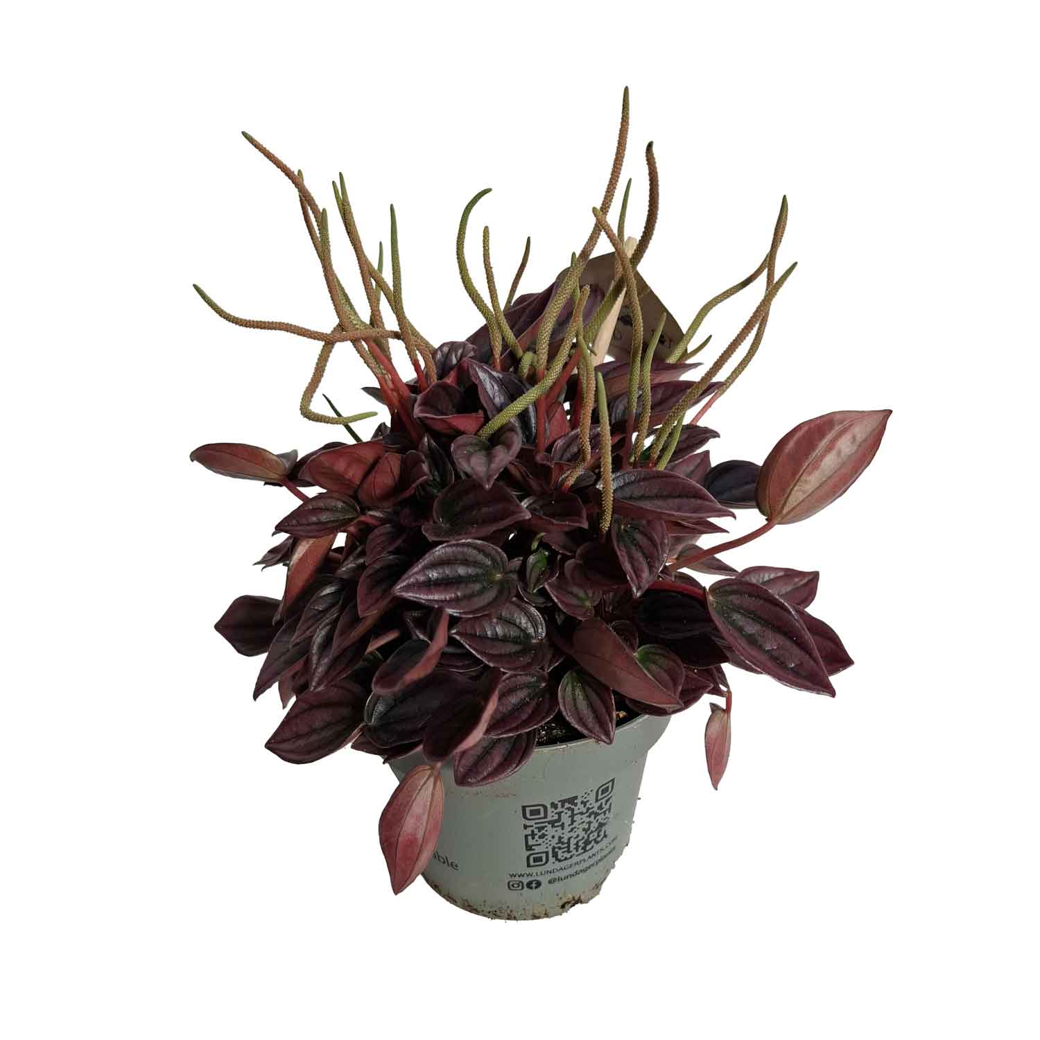 Peperomia cap.  12cm