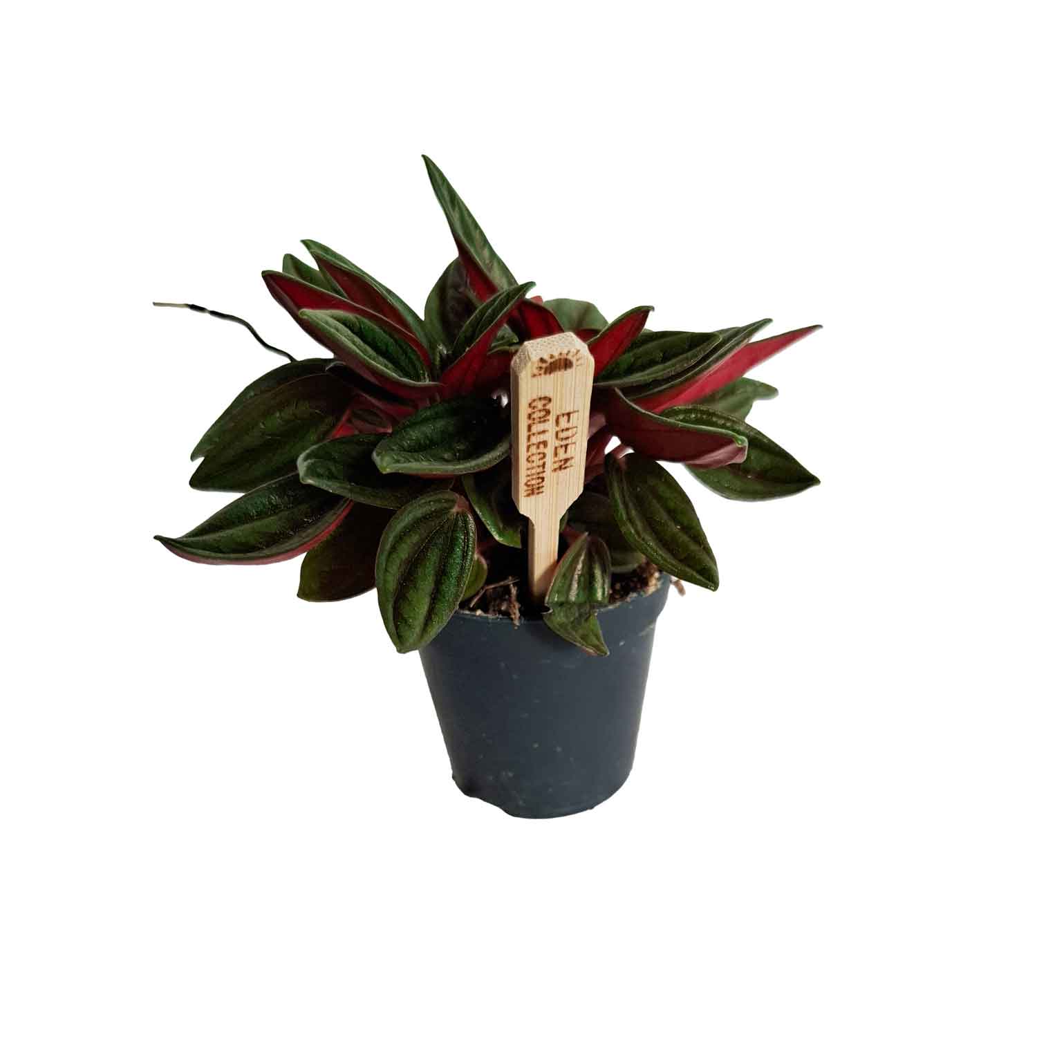 Peperomia cap. Rosso 5,5cm