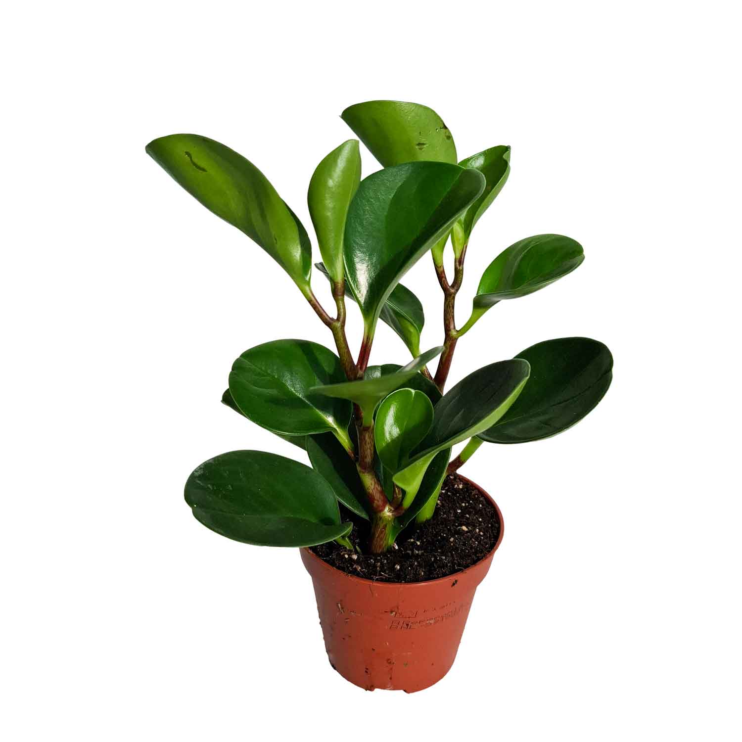Peperomia  8,5cm