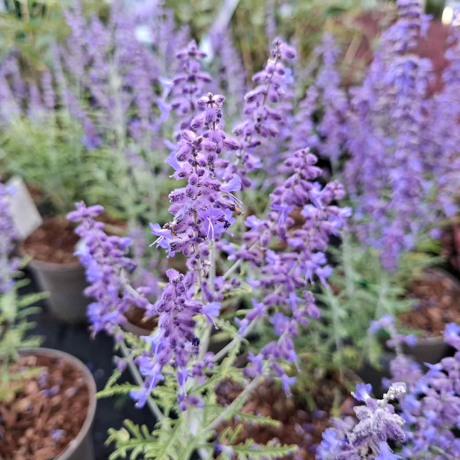 Perovskia atr. 'Blue Jean Baby'(R) 2L