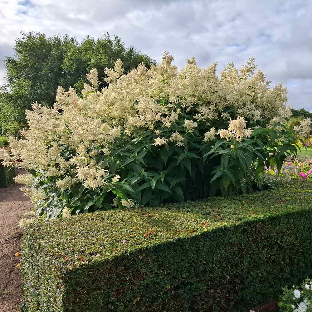 Persicaria polymorpha 9cm