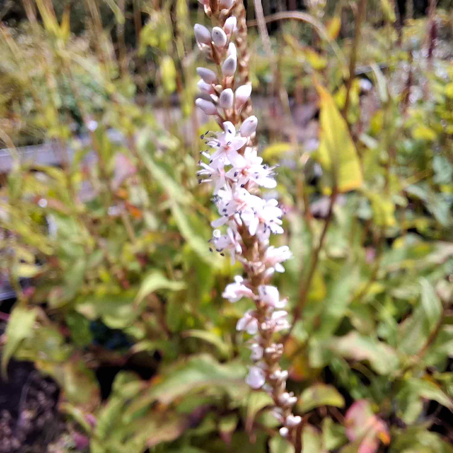 Persicaria amp. 'Alba' 1L