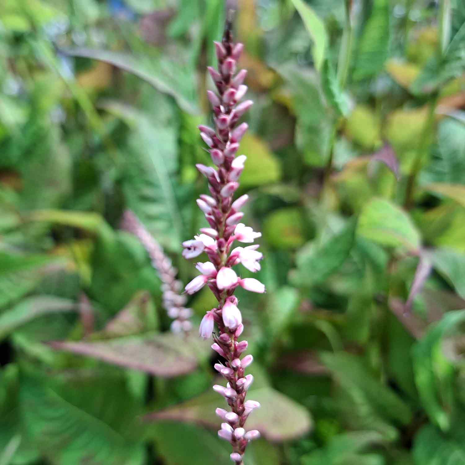 Persicaria amp. 'Rosea' 1L