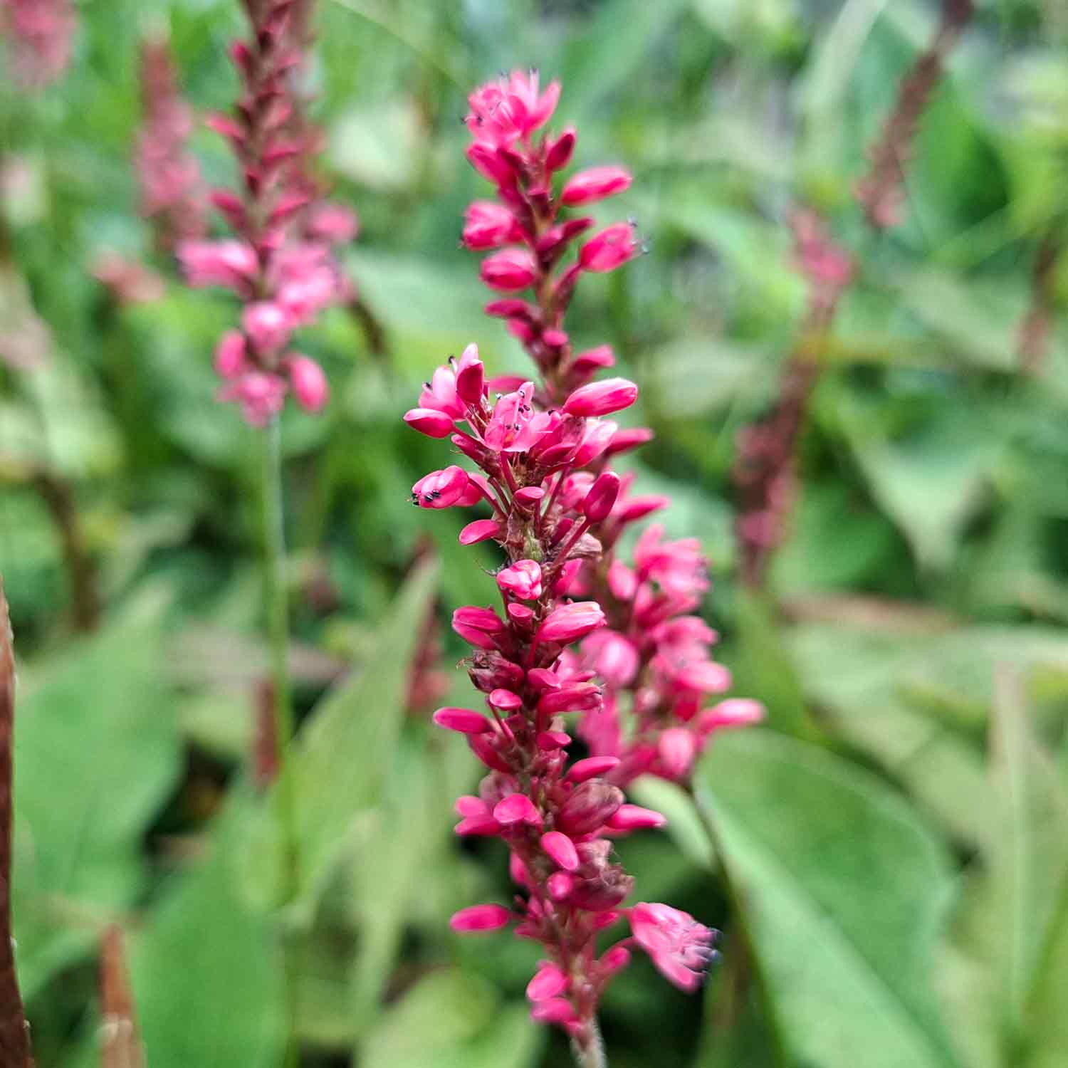 Persicaria amplexicaulis 'Orange field' P9