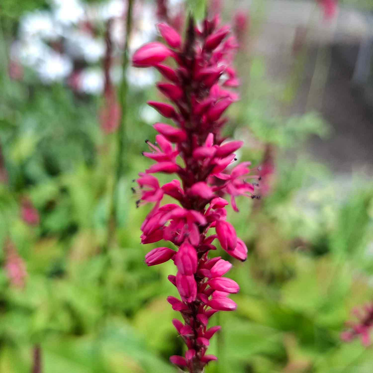 Persicaria amp. 'Speciosa' 1L