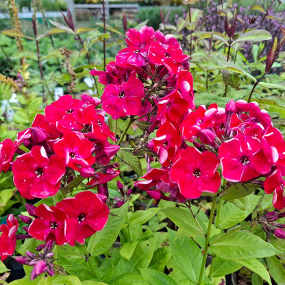 Phlox pan. 'Flame'(R)Red 1L