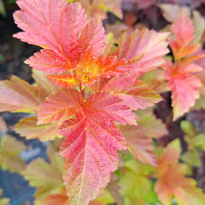 Physocarpus opulif. 'Amber Jubilee' ® C4,6 40-60 CM
