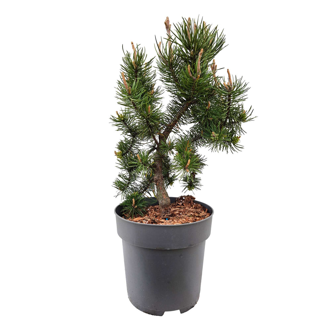 Fyrretræer, Pinus | Super hårdføre planter | køb online