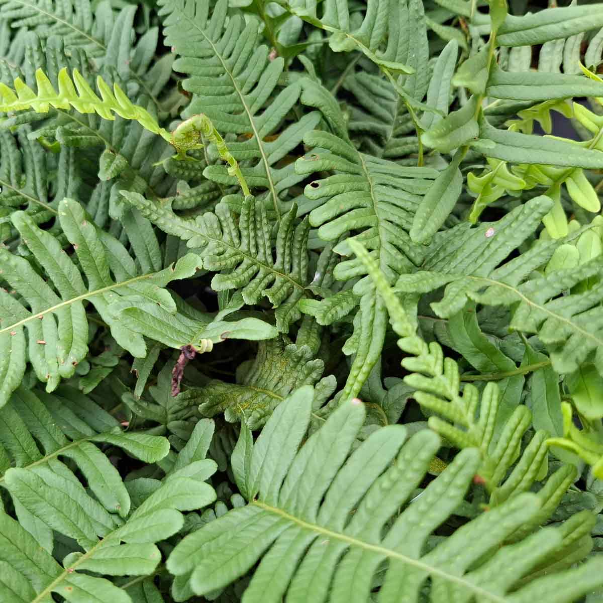 Polypodium Vulgare C3