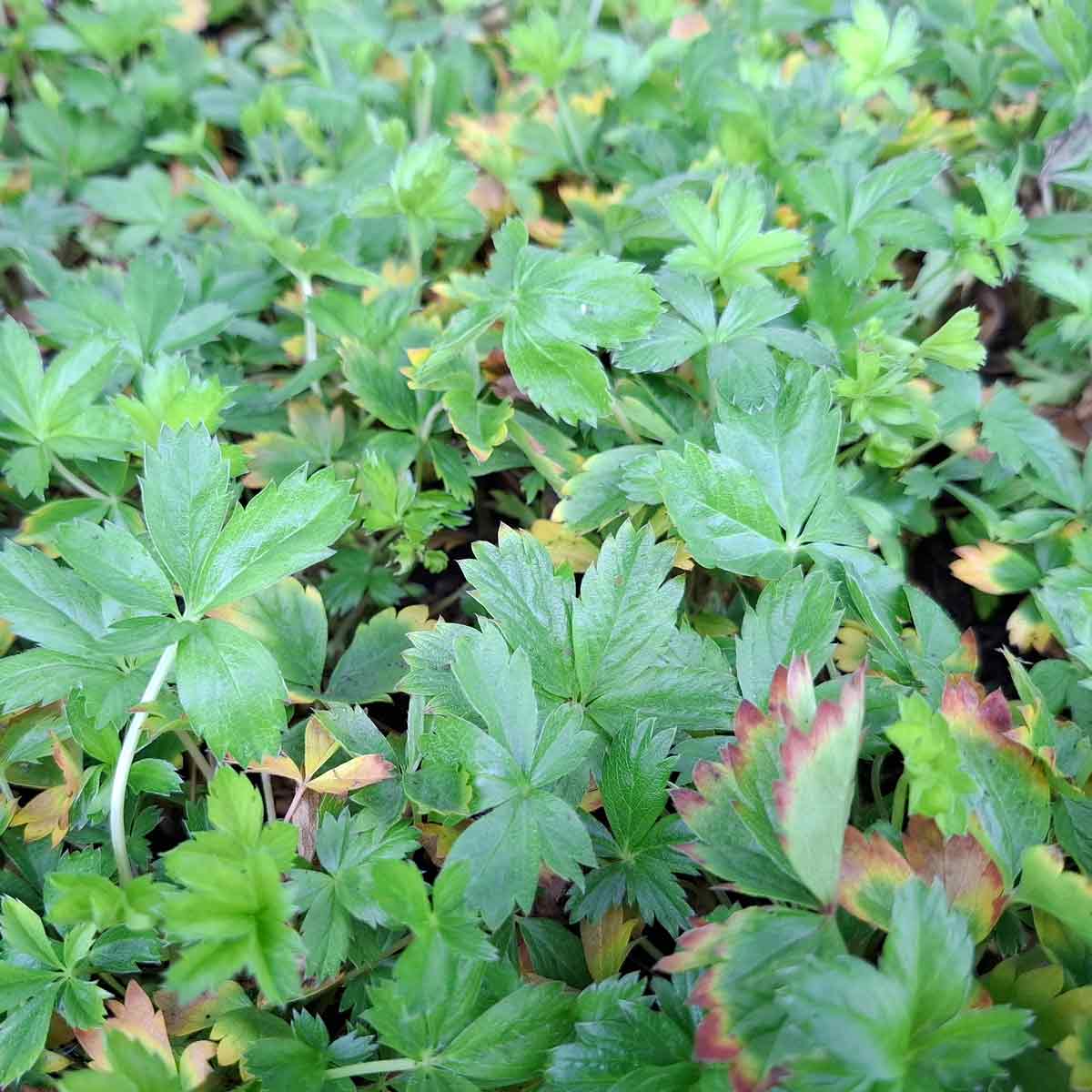 Potentilla aurea P9